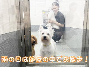 モデル犬たちのためのＷａｎ活♪